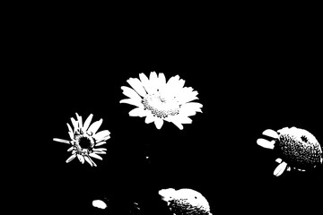 Gänseblümchen im harten Schwarz-Weiß-Kontrast auf schwarzem Hintergrund © Pawel Hordjewicz
