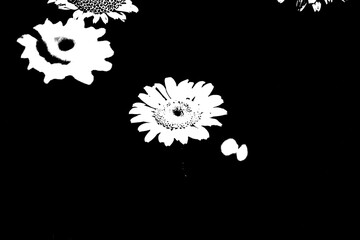 Schwarzer Hintergrund mit weißen Silhouetten von Blumen im Linolschnitt-Stil © Pawel Hordjewicz