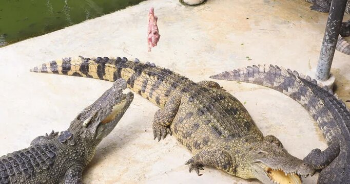 Crocodile feeding in swamp of tropical zoo animal travel outdoor