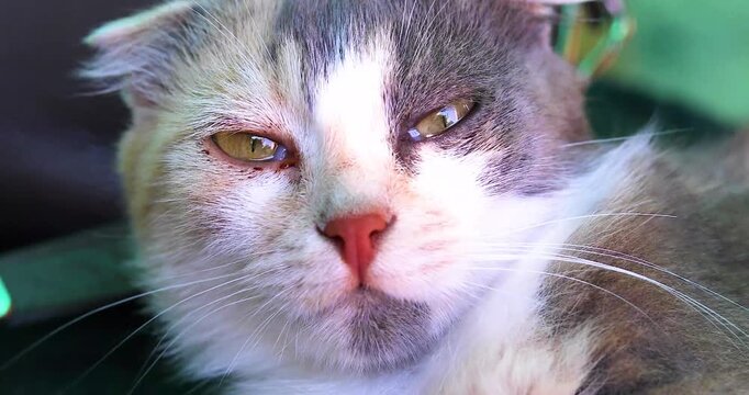 A tricolor fold cat has inflamed eyes outside. Pets and their care