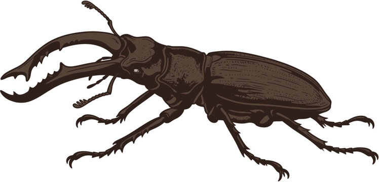 Detailed realistic vector illustration of a Stag Beetle, an animal isolated in a flat vector wildlife style, serving as accurate anatomy clipart for nature educational illustration.