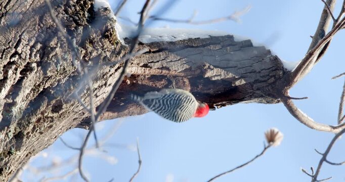 Red-bellied Woodpecker Foraging on Snow-Covered Tree in Virginia Appalachian Mountains