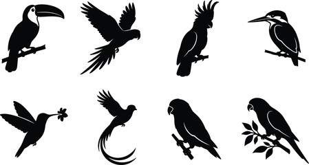 Tropical bird silhouettes collection featuring exotic parrot, toucan, cockatoo, and hummingbird vector illustrations for design projects © MstAshida