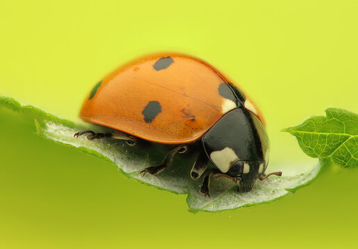 A ladybug on a leaf