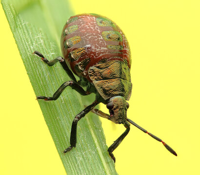 The insect *Troilus luridus* on a leaf