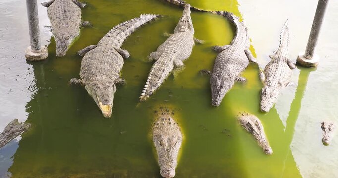 Crocodile feeding in swamp of tropical zoo animal travel outdoor