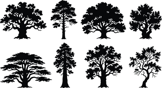 Black and White Tree Silhouette Collection Featuring Oak, Pine, Cedar, Sequoia, and Various Forest Tree Shapes