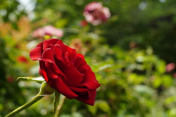 Obraz premium Bright red rose flower close up on blurred garden background with yellow, orange green colored areas and negative empty copy space