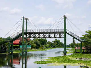Fototapeta premium A green steel cable stayed pedestrian bridge spans a canal choked with water hyacinth and green algae under a cloudy sky.