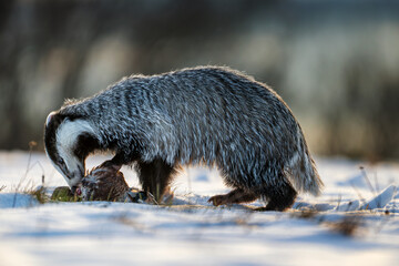 European badger Meles meles feeding on prey on snow covered ground in winter backlight wildlife photography © Rudolf