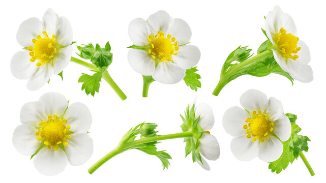 Strawberry Flower isolated, full depth of field