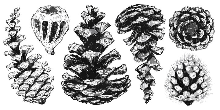 Various pine cones and seeds in detailed black and white illustration with pine cone seed pod seed head botanical illustration botanical drawing botanical art botanical sketch botanical study