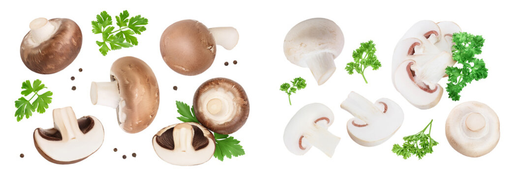 Royal Brown and white champignon isolated on white background. Top view. Flat lay