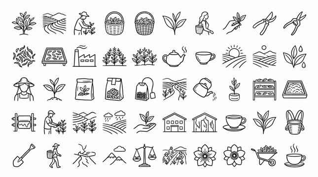 Collection of line art icons representing tea cultivation, processing, and enjoyment, from farming to brewing.
