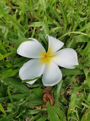 Fototapeta premium Frangipani or Plumeria alba flower on grass background