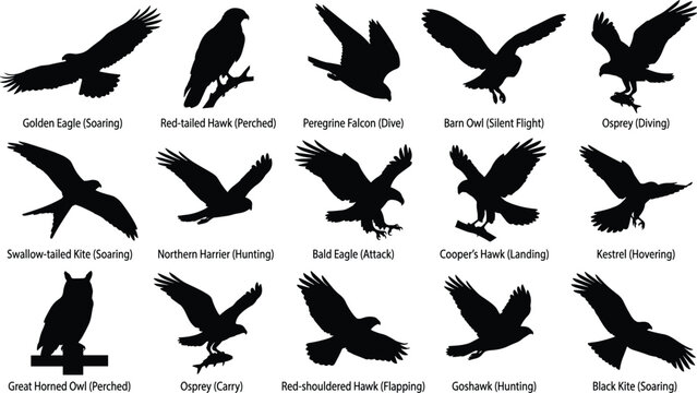 Birds of prey silhouettes and raptor species black vector illustration set featuring eagle hawk owl and falcon designs