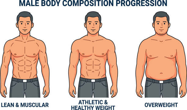 Male body composition progression chart showing lean muscular athletic and overweight physical fitness types vector illustration