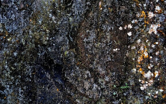 lichen mos on stone