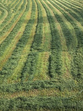 Agricultural field showing cut grass windrows for hay