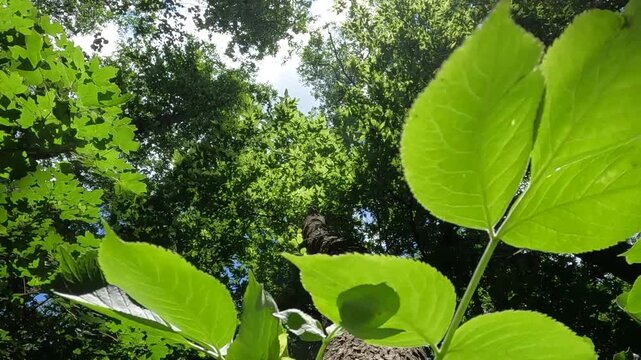 green leaves on a tree. green forest in the morning. summer forest landscape. walk in a fresh forest on a summer day. green leaves of trees against the sky in the forest. Ukrainian landscape 4K
