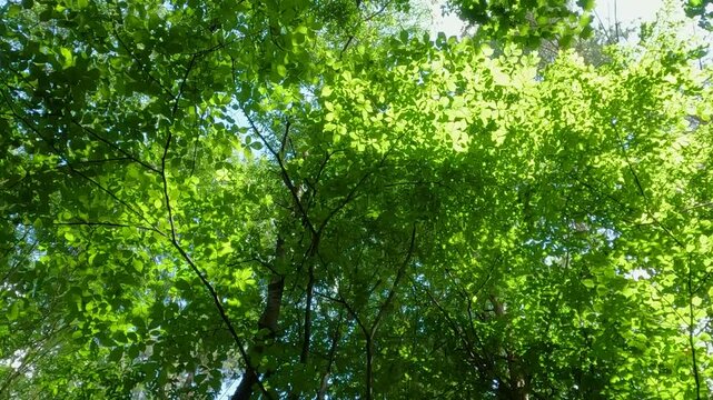 green leaves on a tree. green forest in the morning. summer forest landscape. walk in a fresh forest on a summer day. green leaves of trees against the sky in the forest. Ukrainian landscape 4K