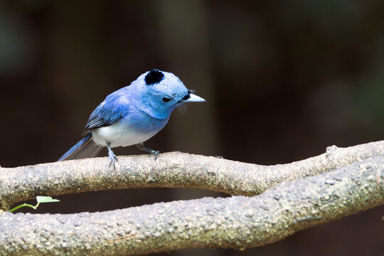 Male Black-naped Monarch in Dappled Light
