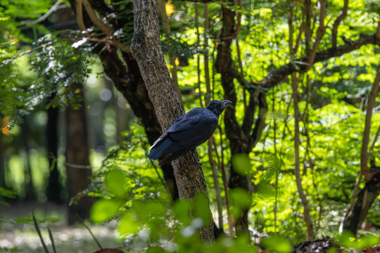 Large-billed Crow Calling