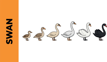Fototapeta premium A group of swans and ducks standing together on land