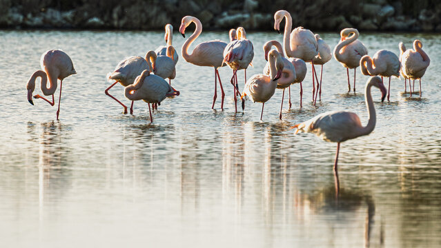 a flock of flamingos feeding inside the Po River Delta lagoon during a late springtime afternoon, Porto Levante, Rovigo, Italy