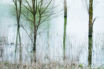 Obraz premium abstraction of trees reflected in a ditch on the banks of the Po River, Castelmassa, Rovigo, Italy