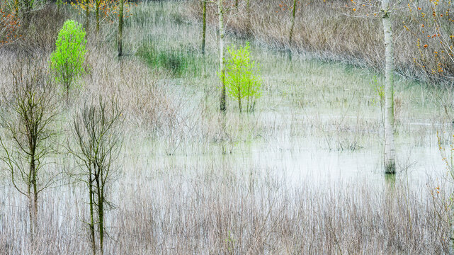 abstraction of trees reflected in a ditch on the banks of the Po River, Castelmassa, Rovigo, Italy