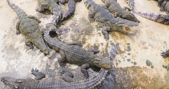 Crocodile feeding in swamp of tropical zoo animal travel outdoor