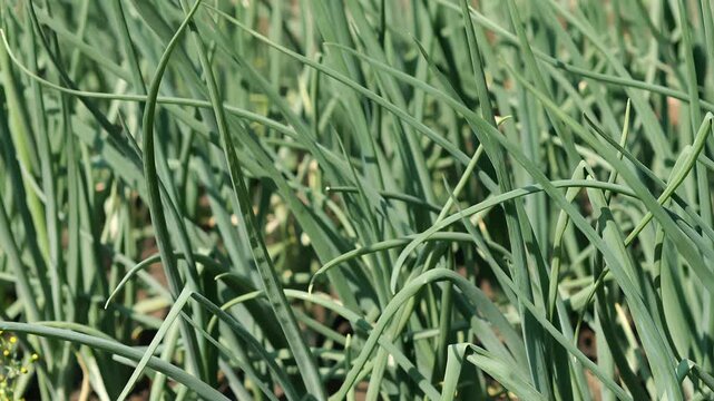 Fresh green onion growing densely in a vegetable garden. Close-up of healthy scallion leaves cultivated outdoors, agriculture and organic farming concept.