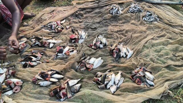 Many small piles of fresh small-scale caught fish. A large fishing net placed on the ground holds a large number of fish of various sizes. The fishermen are dividing the catch among themselves.