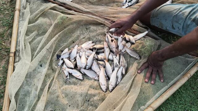 Many small piles of fresh small-scale caught fish. A large fishing net placed on the ground holds a large number of fish of various sizes. The fishermen are dividing the catch among themselves.