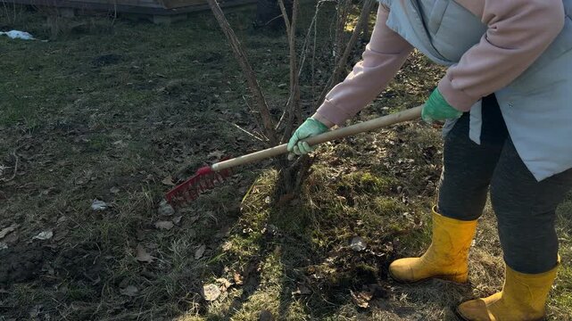 Unrecognizable person raking dry leaves into a pile in a lush garden orchard