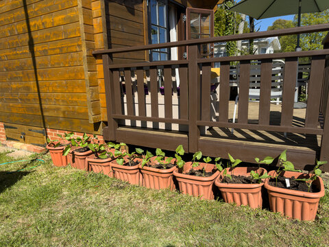 Row of flower pot containers with runner bean seedling plants growing next to a rustic wooden cabin