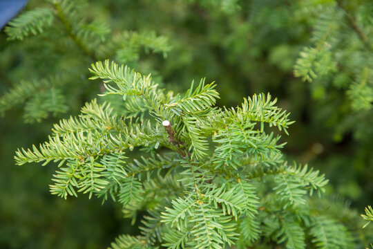 A section of a yew branch, close-up view.