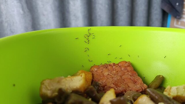 Ants crawling on food in a green bowl