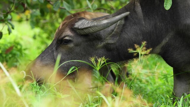 Water Buffalo Mother and Calf Eating Grass in a Rural Field