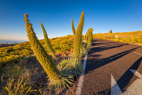 Tajinaste Flowers, La Palma, Canary Islands, Spain