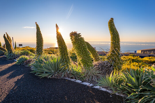 Tajinaste Flowers, La Palma, Canary Islands, Spain