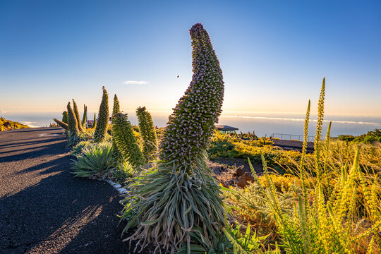 Tajinaste Flowers, La Palma, Canary Islands, Spain