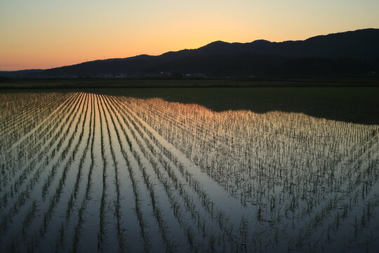 Colorful sunrise reflected in flooded rice fields in Niigata, Japan