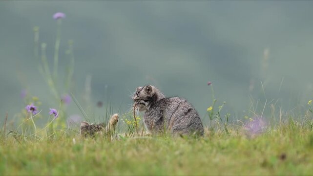 Pallas's Cat Playing In Meadow Grassland