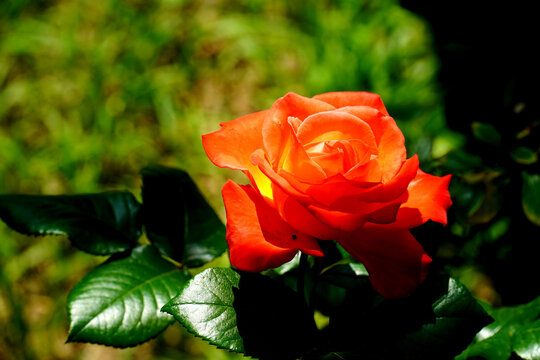 The orange roses and droplets in the green leaves created by natural light are so beautiful.