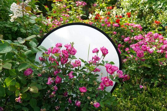 Reflectors, tons of pink roses, shadows, beauty is impossible to deceive