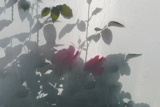 Reflectors, pink roses, shadows, beauty is impossible to deceive
