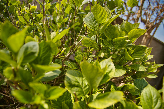 Hydrangea leaves in spring #2