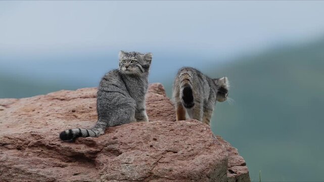 Pallas's Cats Resting On Rock Surface